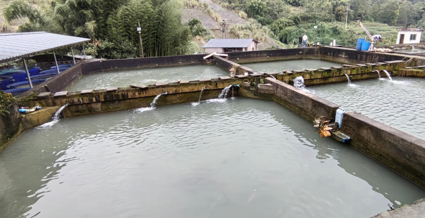 合川三汇冷水鱼养殖基地 - 图片2