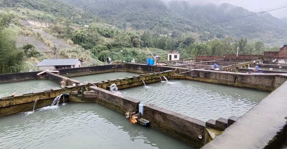 合川三汇冷水鱼养殖基地 - 图片3