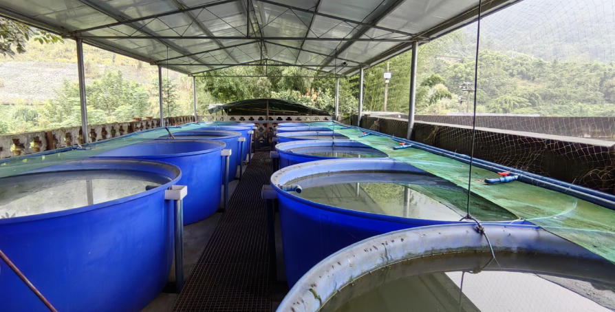 合川三汇冷水鱼养殖基地 - 图片4